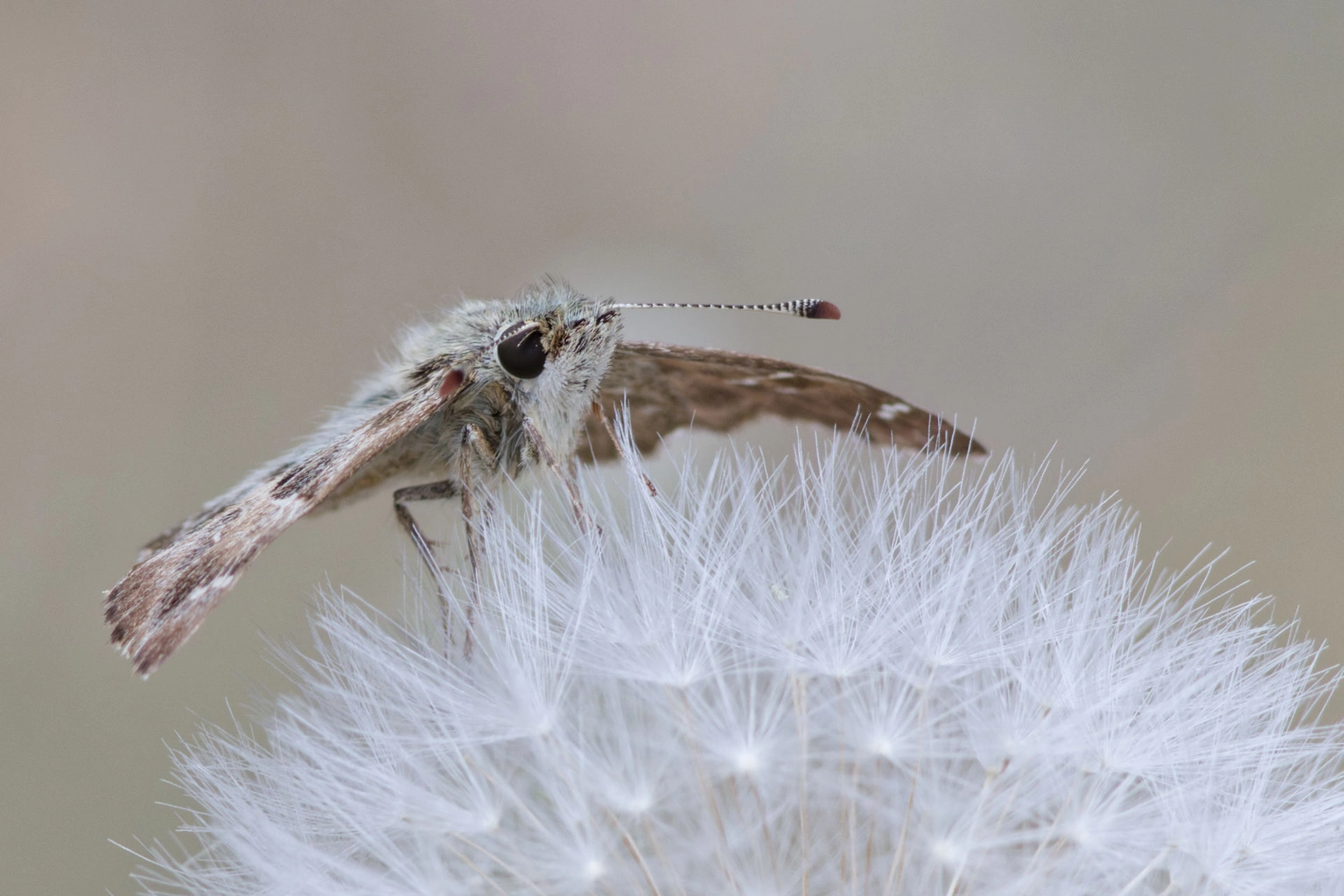 Papillon de nuit