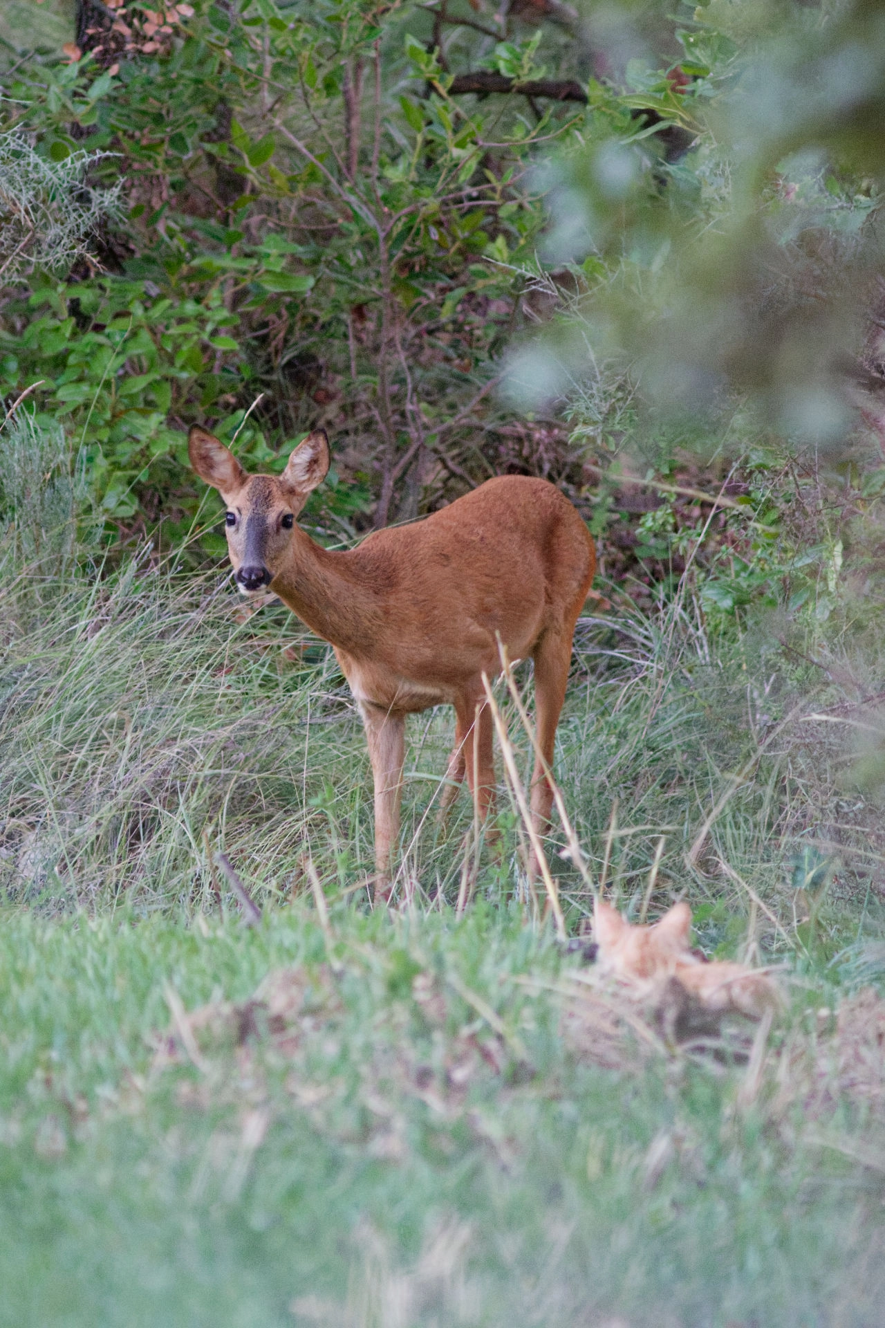 Portrait de la Biche